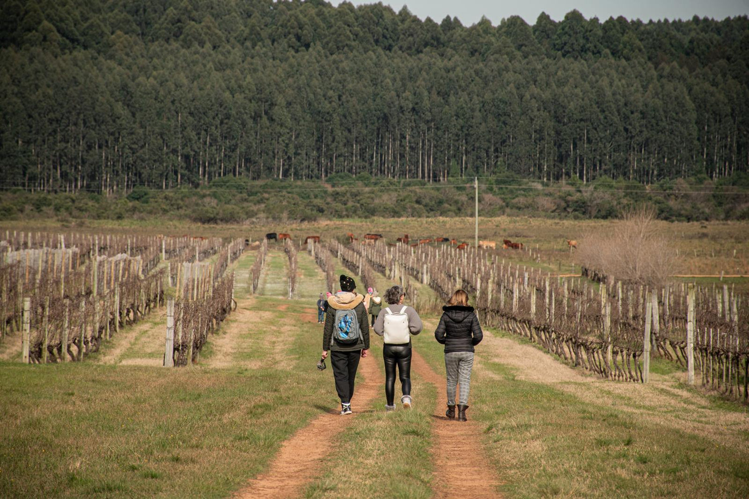 Bodega Cerro Chapeu Enoturismo