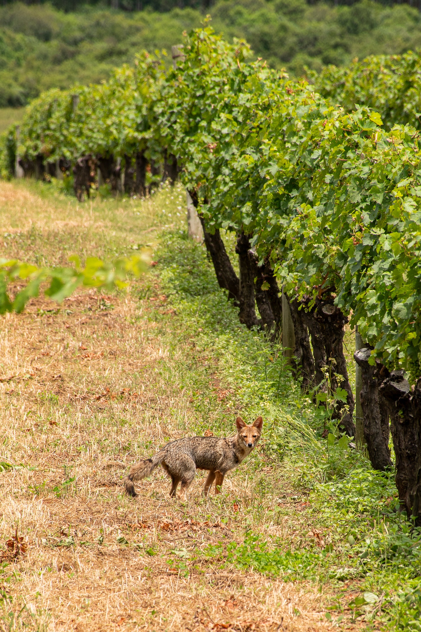Pack Harvest 2024