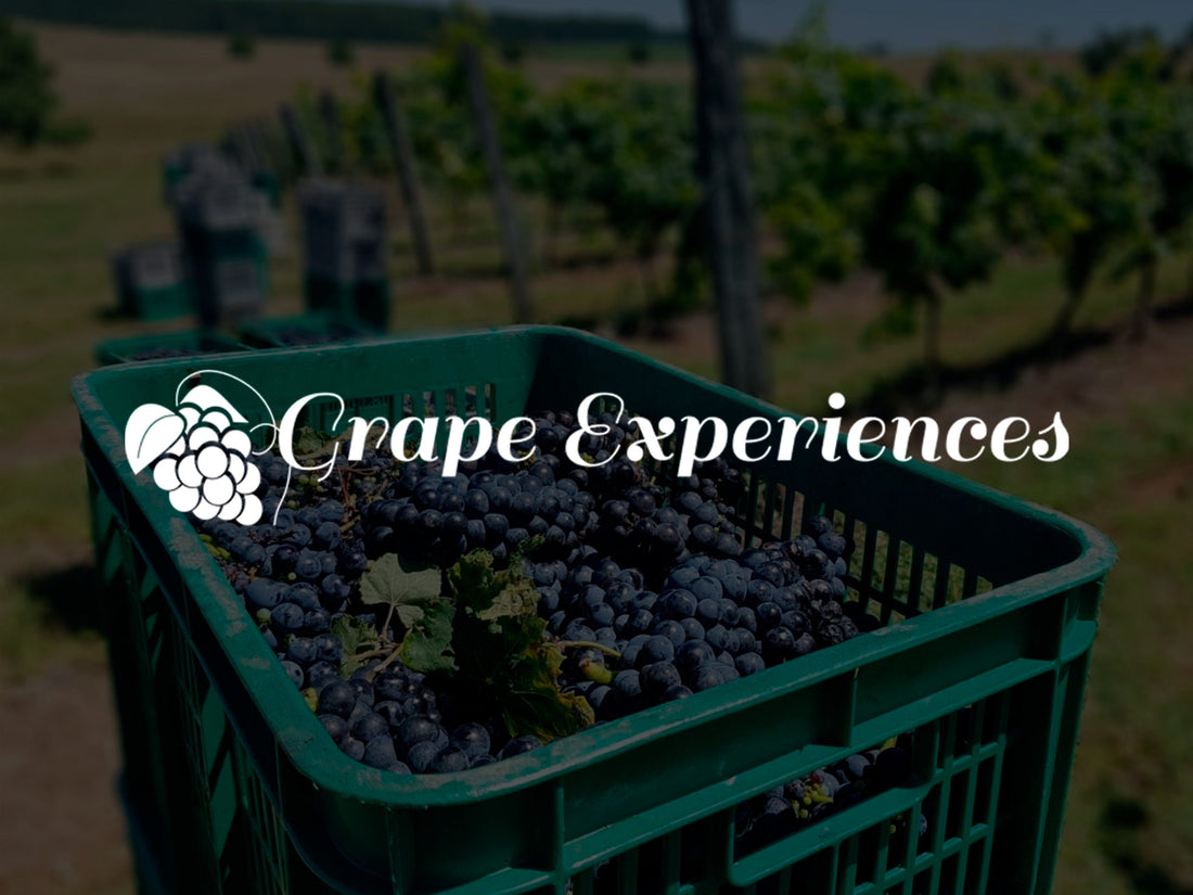 Grape Experiences, Cindy Rynning, Feb. 2019