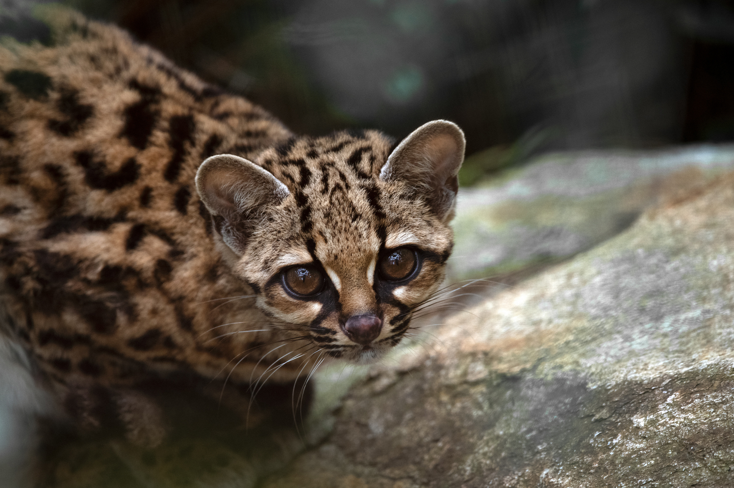 Margay Ambá