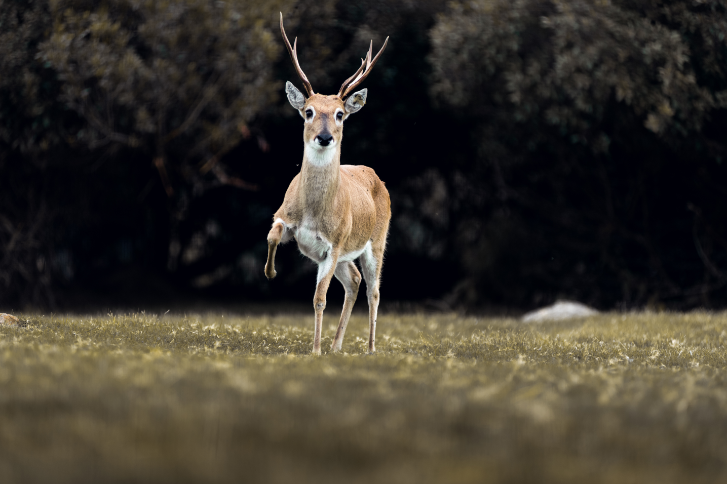 Venado de Campo Ambá